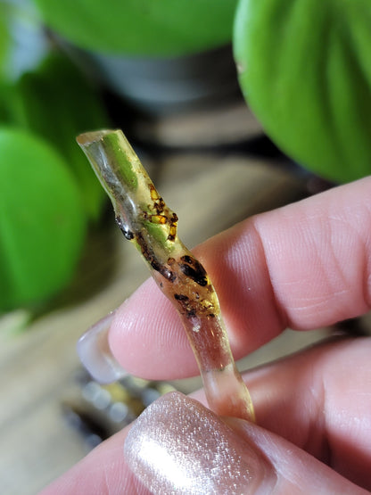 Baltic Amber with Insects – Ancient Wisdom, Protection & Evolution Energy